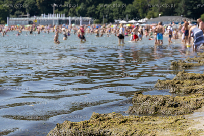 Gdynia. Plaża miejska. Nz. Sinice Bałtyku. 10.07.2024...