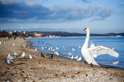 Sopot. Sloneczny dzien na plazy.
09.12.2011
fot....