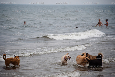 Sopocka plaza przyjazna dla zwierzat. Wprowadzona uchwala...