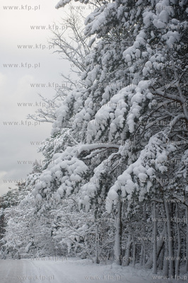Ggansk. Gorki Zachodnie. Osniezony zimowy krajobraz...
