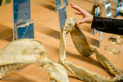 Akwarium Gdynskie. Tydzien Rekina oraz Dni Otwarte...