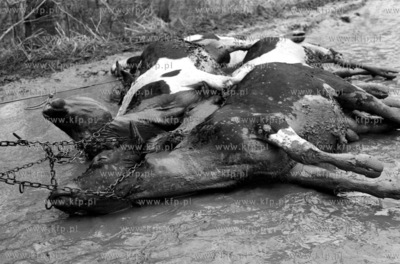 Wielka powodz na Zulawach spowodowana spietrzeniem...