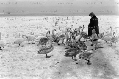 Dokarmianie labedzi na plazy w Gdyni. 
5.03.1986
1marzec86_z.kosycarz_p5
Fot....