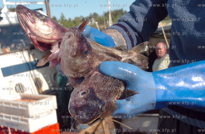 Ustka port, rozladunek zlowinych ryb z kutra Ust-122....