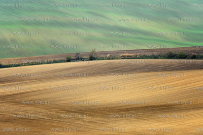 Morawy. Czechy. Okolice miejscowosci Kijev. Nz. pola...