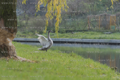 Starogard Gdański,Park Miejski.05.11.2019Fot. Krzysztof...