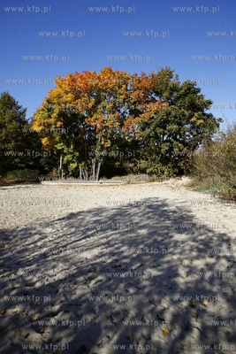 Sopot. Park Polnocny.
14.10.2013
fot. Krzysztof Mystkowski...