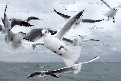 Mewy karmione na molo Gdansku Brzeznie.
27.01.2014
fot....