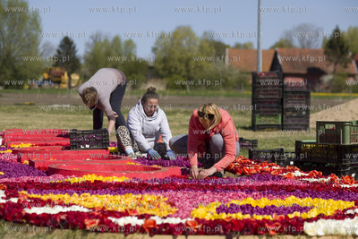 Mokry Dwór koło Pruszcza Gd.  Przygotowania do Żuławskiego...