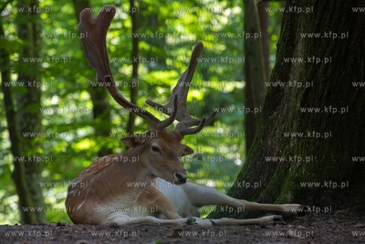 Gdańsk. Zoo w Oliwie. Upał w Zoo. Nz. Daniel 02.08.2018....
