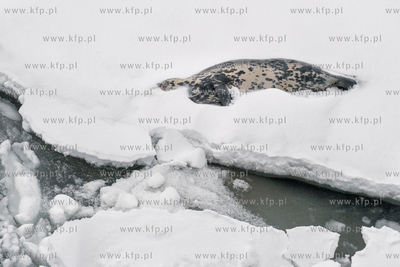 Sopot. Martwa Foka na krze. 13.02.2026 / fot. Anna...