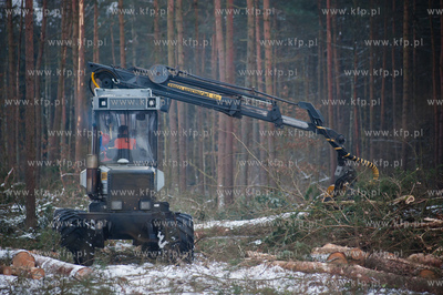 Gdansk. Rebiechowo. Wycinka drzew pod budowe Pomorskiej...
