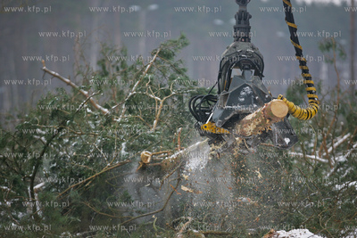 Gdansk. Rebiechowo. Wycinka drzew pod budowe Pomorskiej...